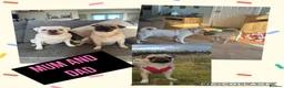 Pug dogs for sale: Beautiful pedigree pug puppies  in Balerno - Advert 4