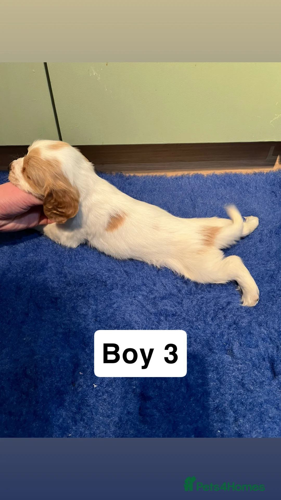 Cocker Spaniel dogs for sale: Kc Reg,health clear, working type cocker spaniel - Advert 15