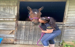 Irish Sports horses for sale: Teens horse / mother / daughter share - Image 22