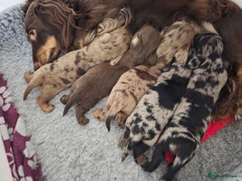 Miniature Dachshund dogs - Advert 7