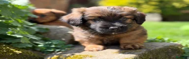Mixed Breed Puppy 1