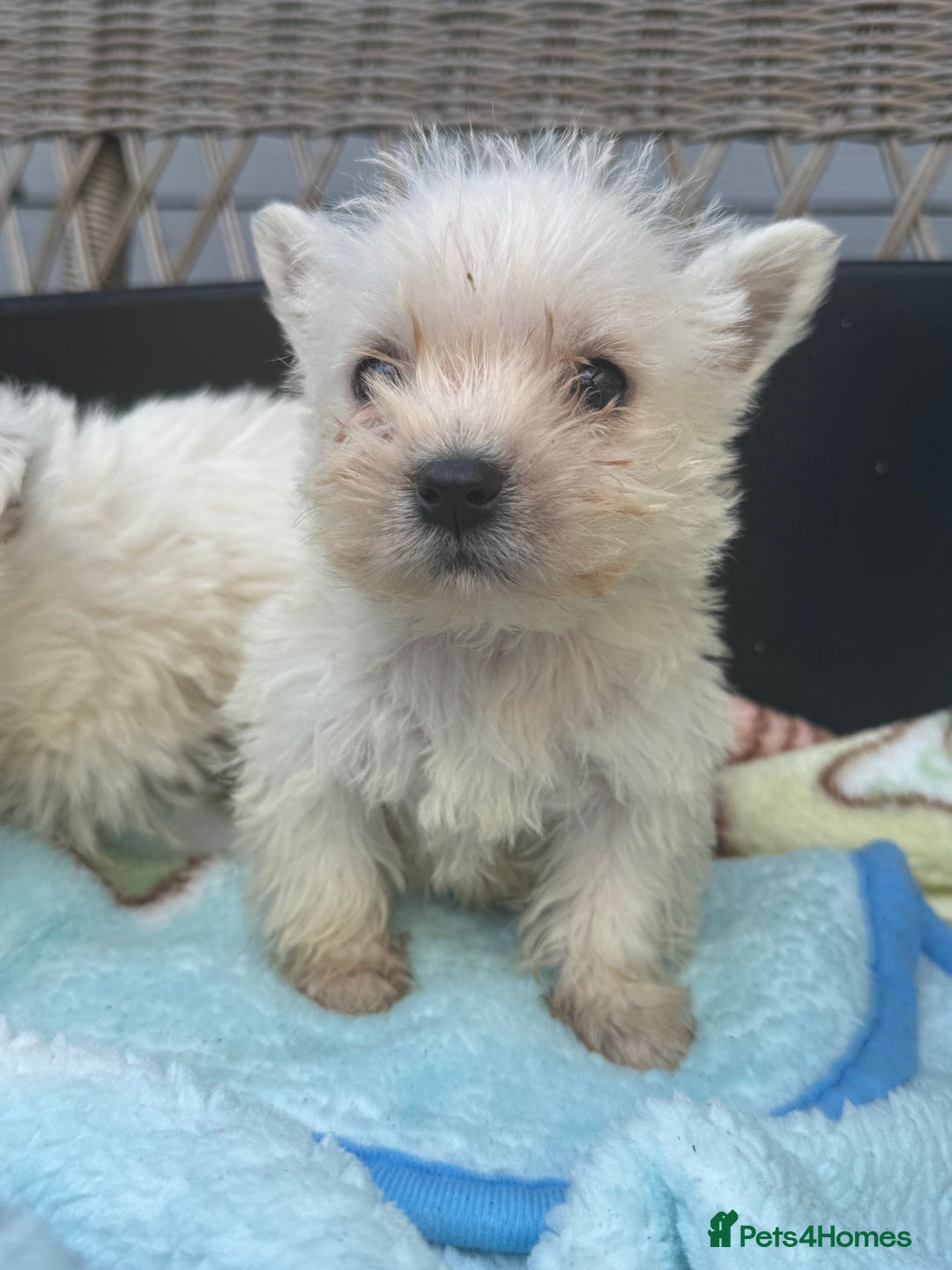 West Highland Terrier dogs for sale: West highland terrier  - Image 6
