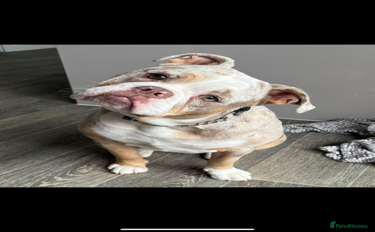 Olde English Bulldogge dogs - Advert 1