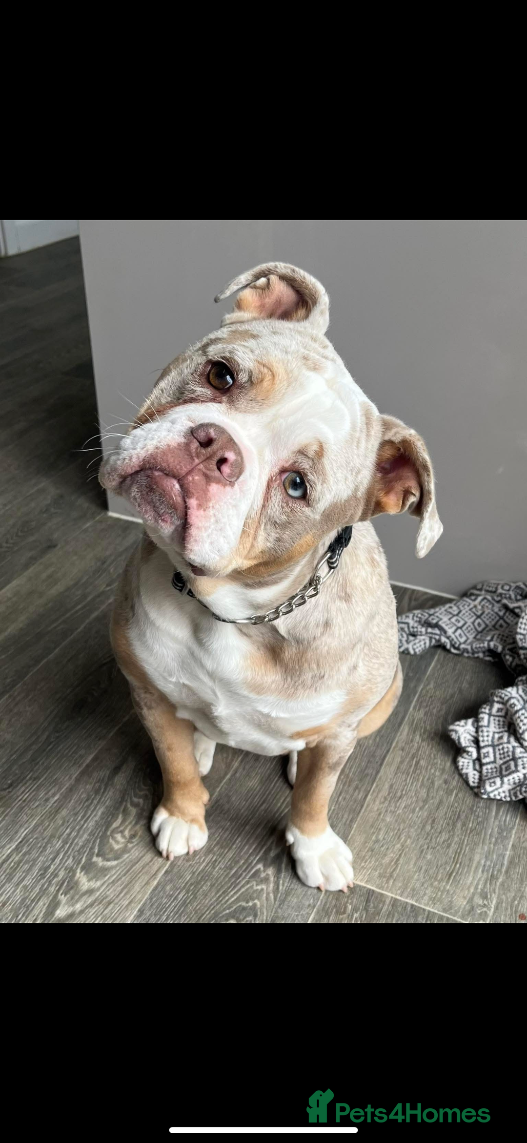 Olde English Bulldogge dogs for sale: Female OEB 11 months old - Image 1