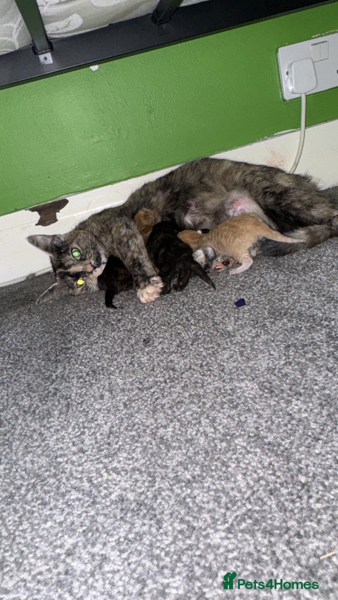 Mixed Breed cats 3 female kittens - Advert 14