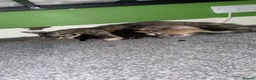 Mixed Breed cats for sale: 3 female kittens in Newmarket - Advert 1