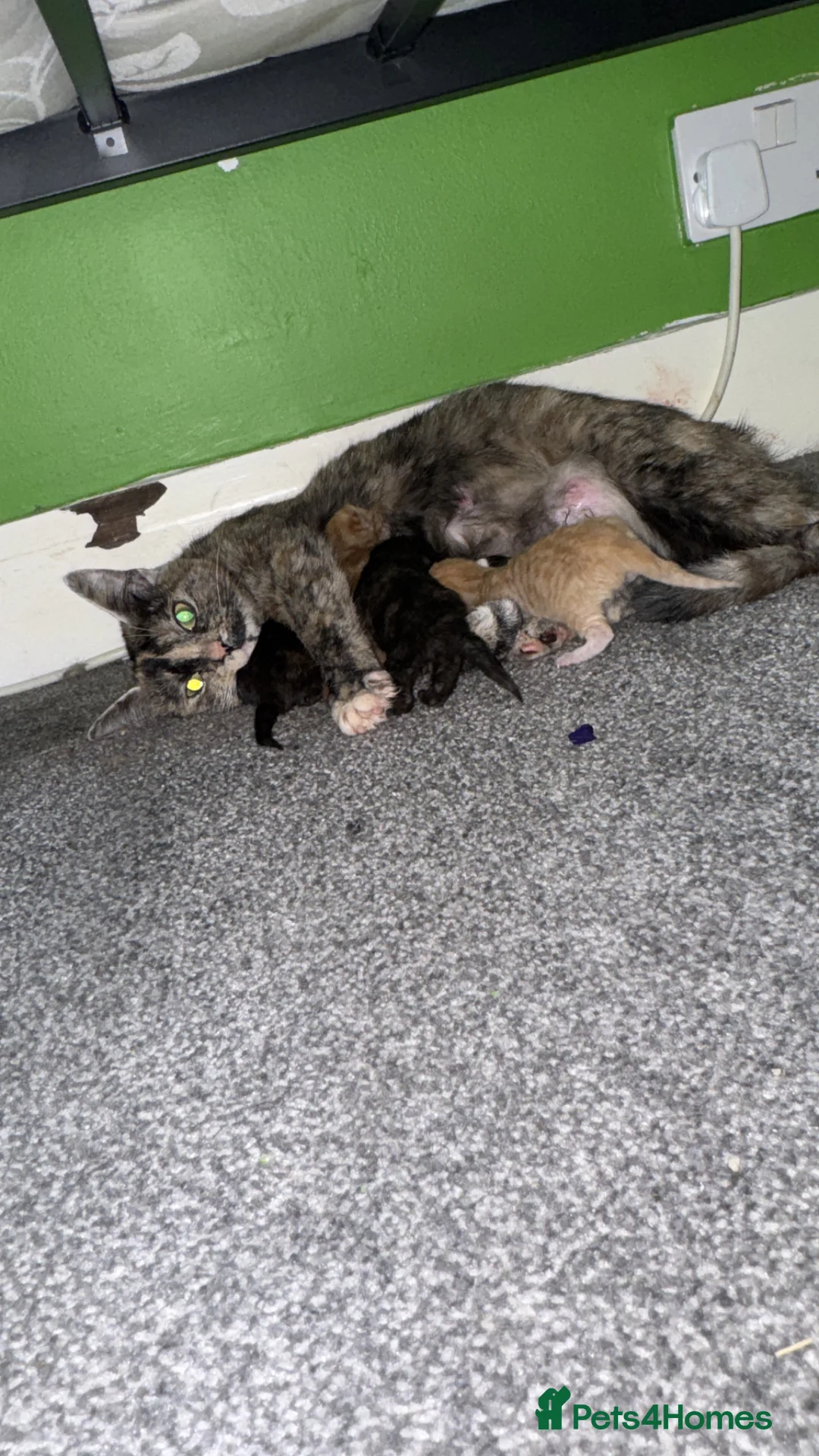 Mixed Breed cats for sale: 3 female kittens in Newmarket - Advert 1