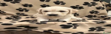 Golden Retriever 1