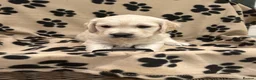 Golden Retriever dogs for sale: Golden retriever puppues in Wymondham - Advert 4