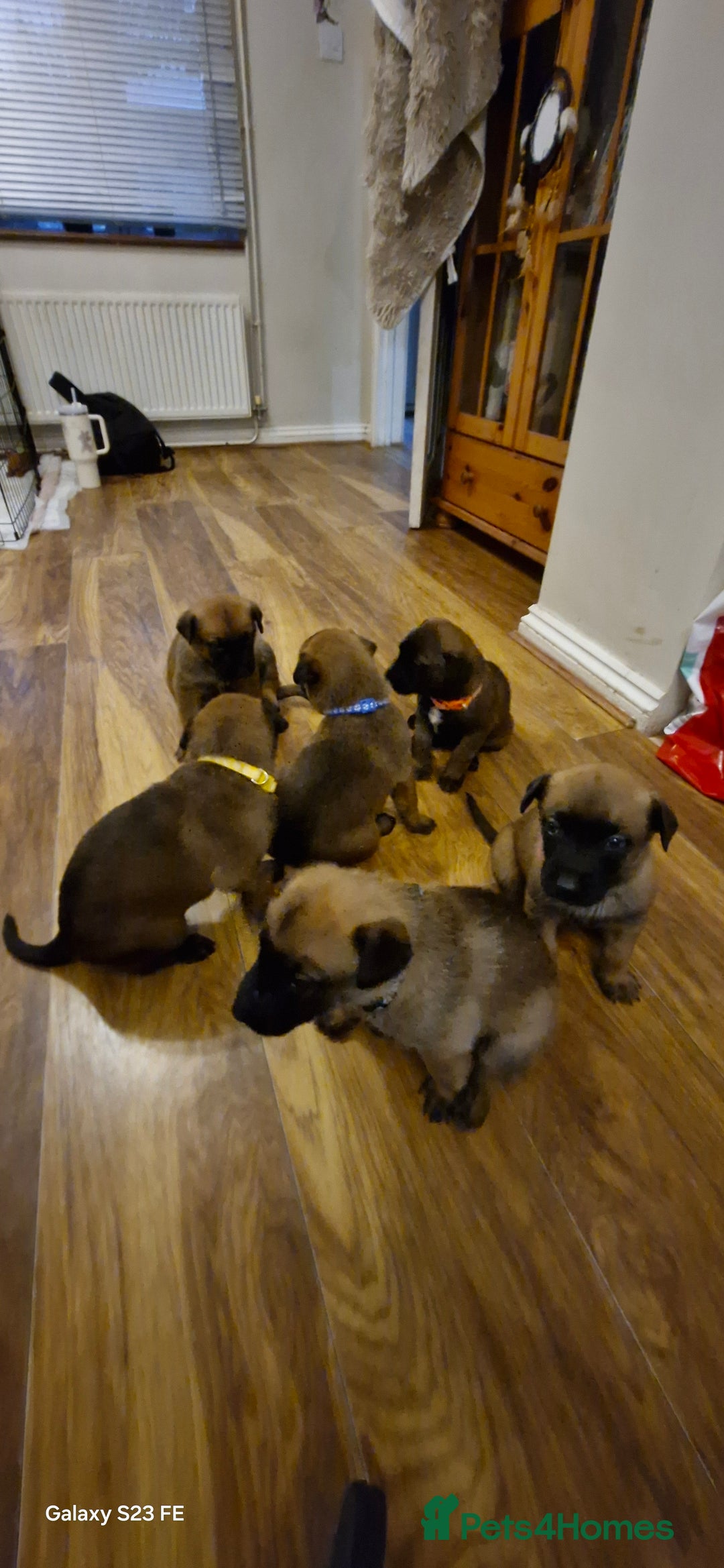 Belgian Shepherd Dog dogs for sale: Stunning Belgian Malinois Puppies - Image 3