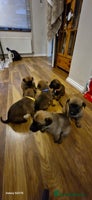 Belgian Shepherd Dog dogs Stunning Belgian Malinois Puppies - Advert 1