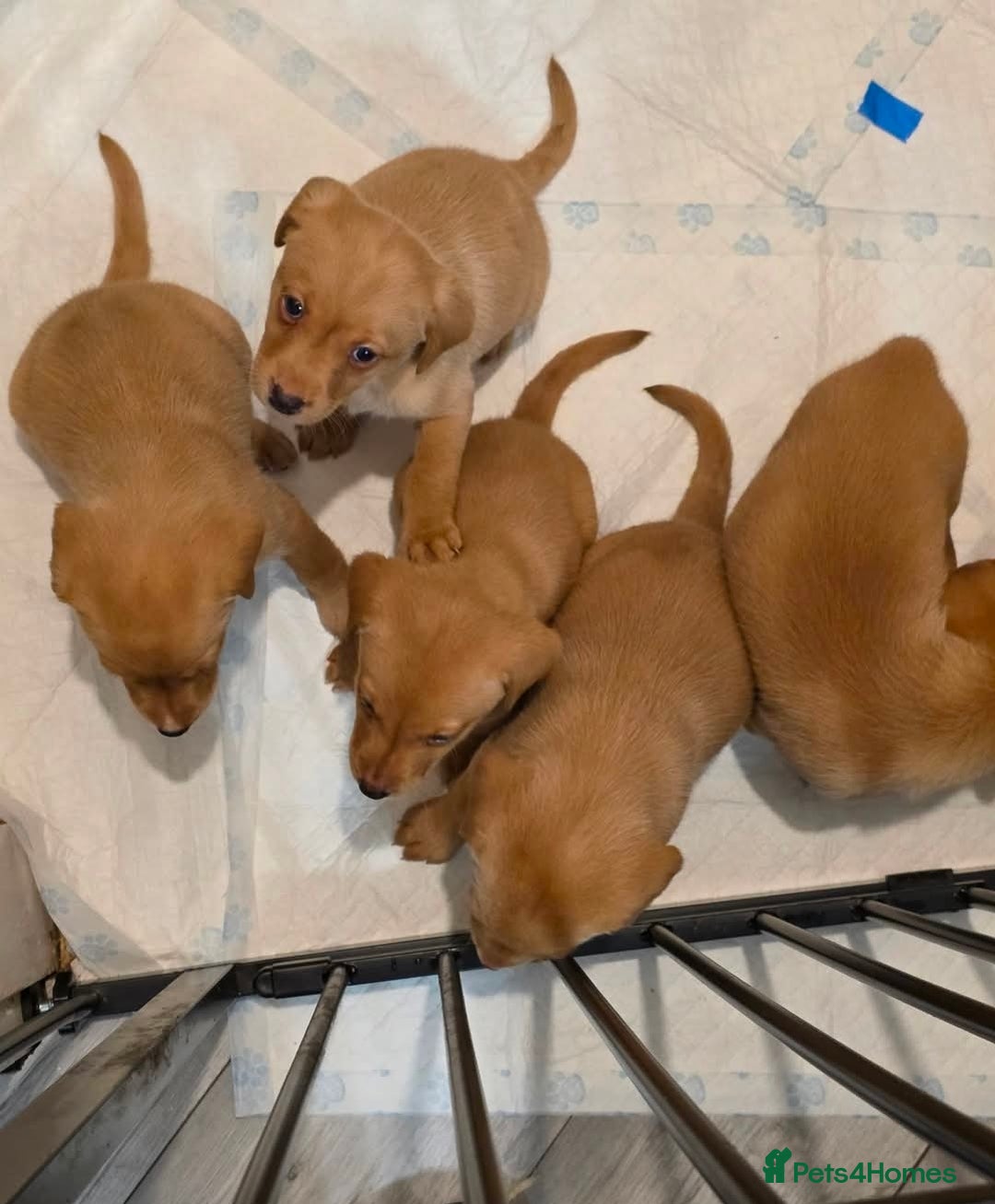 Labrador Retriever dogs for sale: Fox red labradors  - Image 1