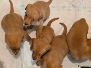 Labrador Retriever dogs - Advert 6