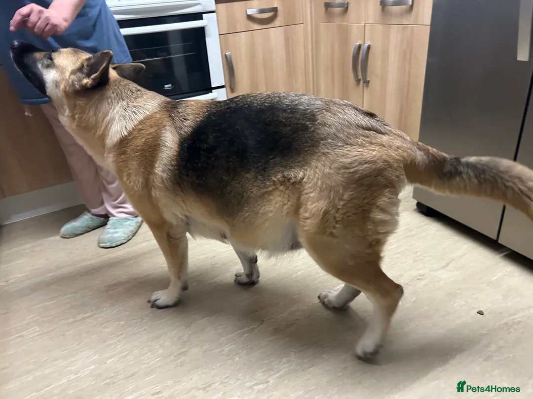 German Shepherd dogs for stud: PROVEN BIG BONED GERMAN SHEPHERD FOR STUD  in Romford - Advert 15