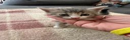 British Shorthair cats for sale: British shorthair x  - Advert 9