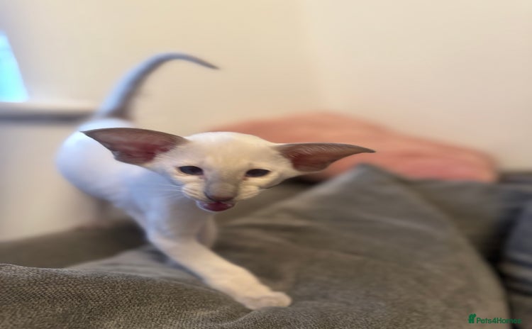 Siamese cats - Advert 1