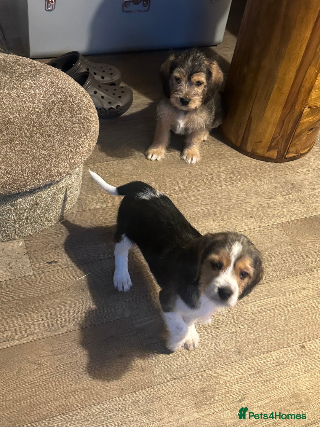 Mixed Breed dogs for sale: Beautiful Beagle X Cavapoo Puppies.  - Advert 15