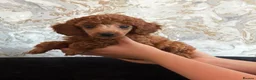 Miniature Poodle dogs for sale: Stunning Red Miniature Poodle Girl - Advert 34