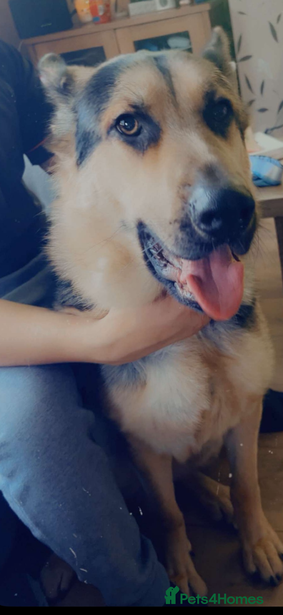 German Shepherd dogs for sale: 18 month old GSD  - Advert 3