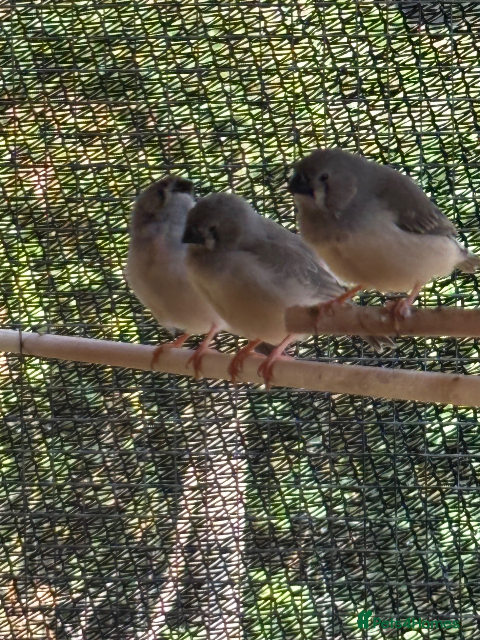 Finches birds Zebra Finches - Advert 1