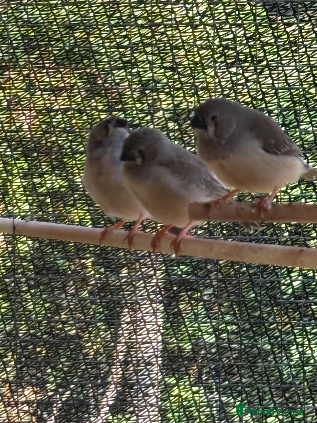 Finches birds for sale: Zebra Finches in Banbury - Advert 1