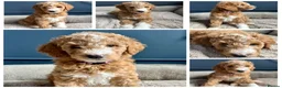 Mixed Breed dogs for sale: 🐾READY TO GO🐾 Exceptional Australian Doodles🐾 - Advert 25