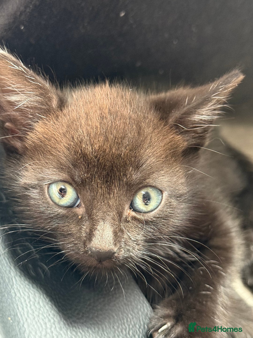Ojos Azules cats for sale: Male kitten for sale  - Image 2