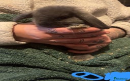 Mini Lop rabbits for sale: Mini lop kits - Image 8
