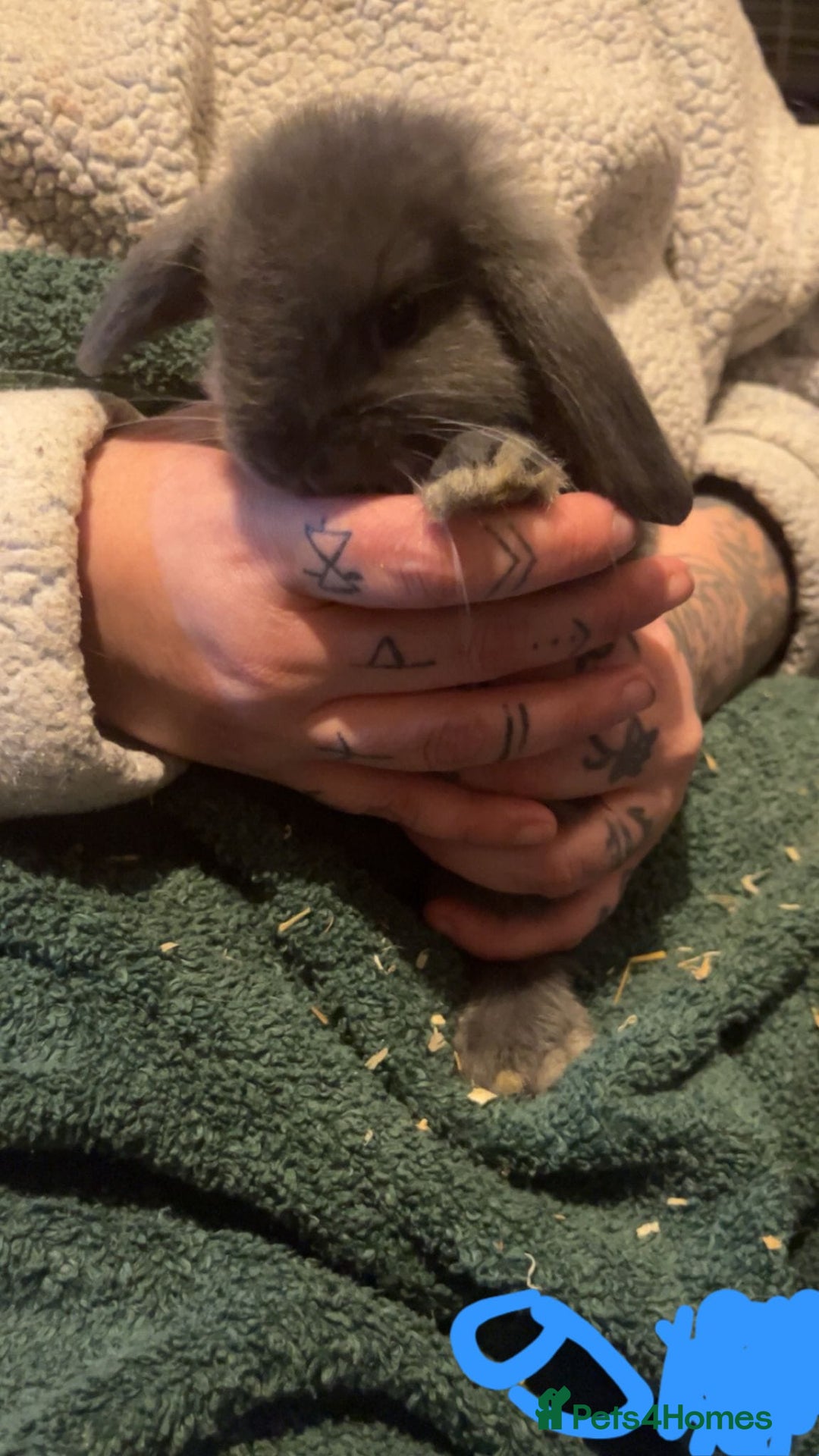 Mini Lop rabbits for sale: Mini lop kits - Image 8