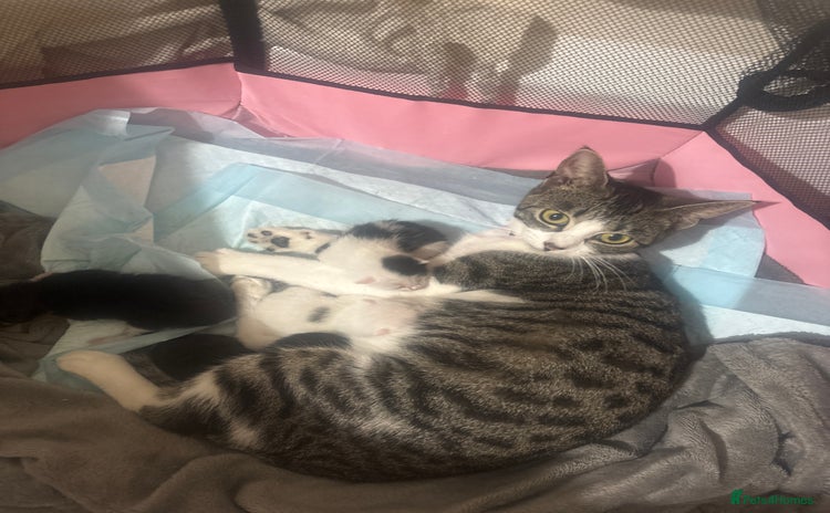 Mixed Breed cats - Advert 4