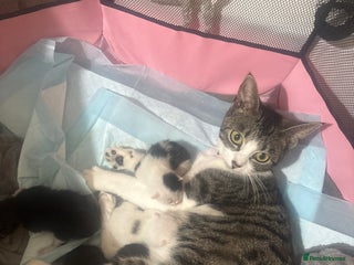 Mixed Breed cats - Advert 37