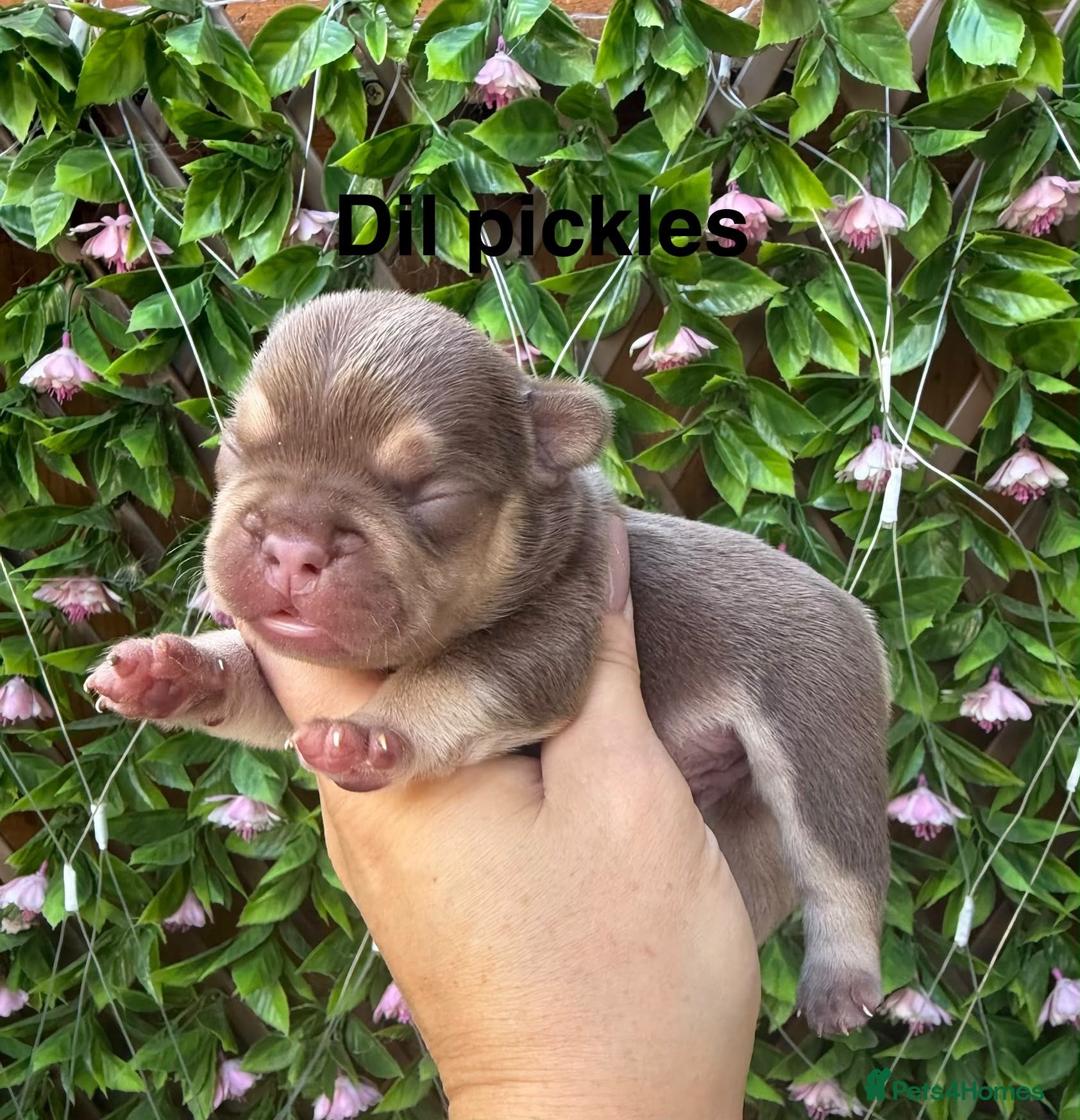 French Bulldog dogs Kc registered chocolate and tan frenchies - Advert 1