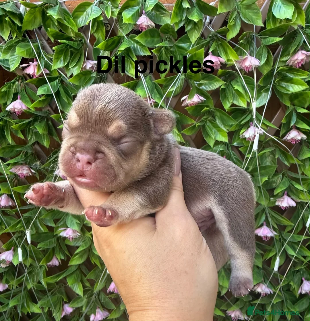 French Bulldog dogs for sale: Kc registered chocolate and tan frenchies - Advert 1