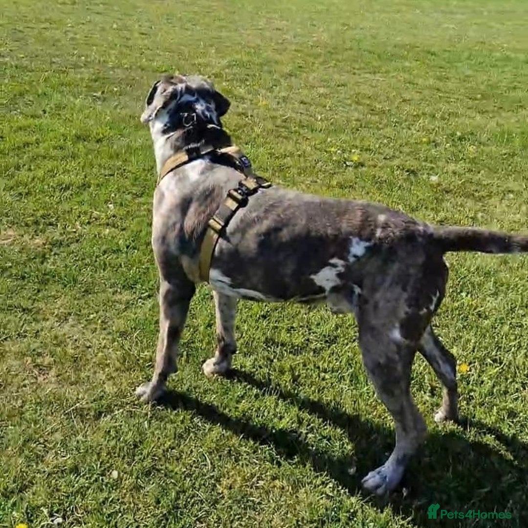 Mixed Breed dogs for adoption: Blue (Cane Corso mix) - Image 11