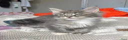Maine Coon cats for sale: Beautiful polydactyl Maine coon kittens  - Advert 34