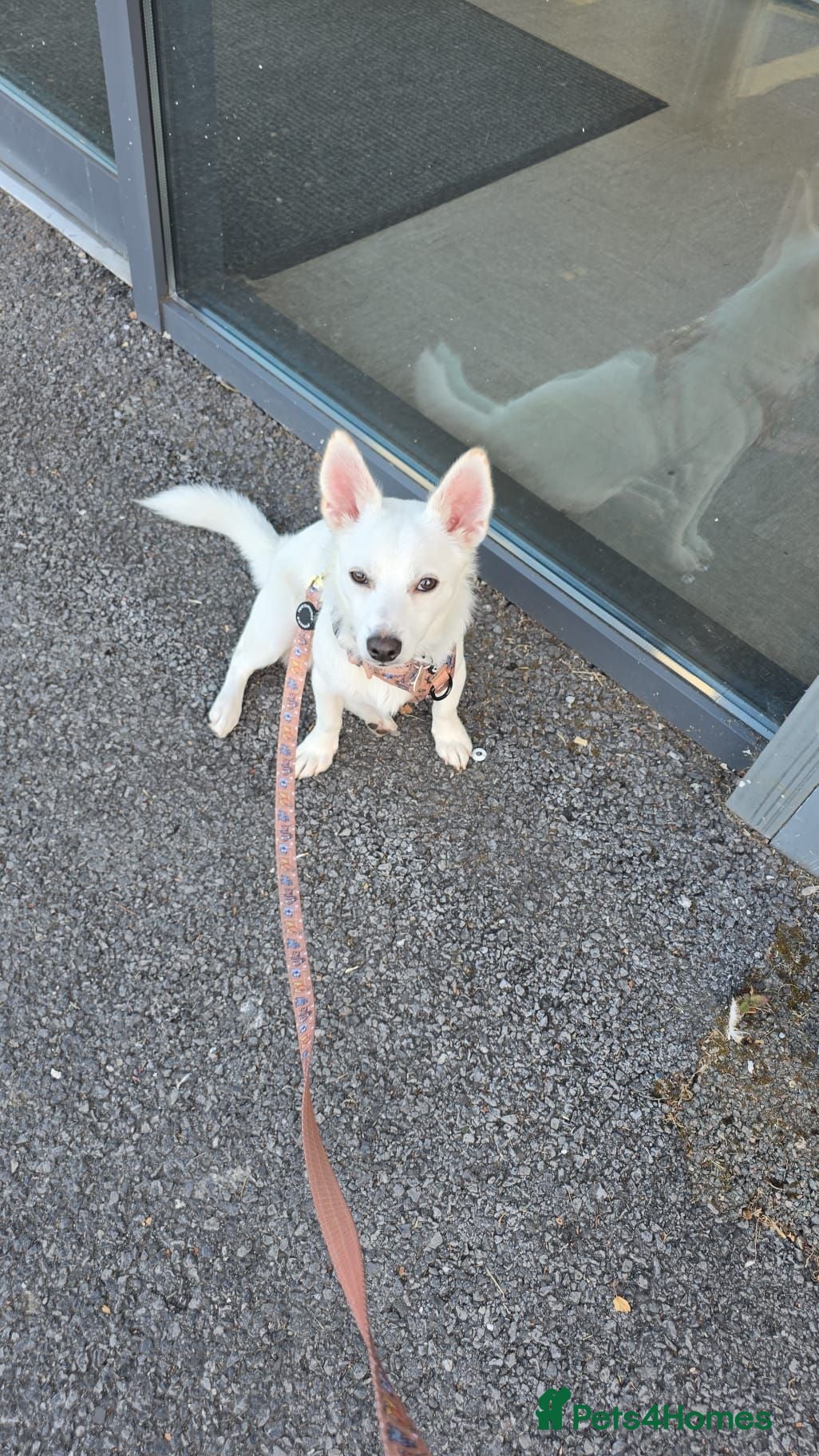 Mixed Breed dogs Damaranian - Advert 3