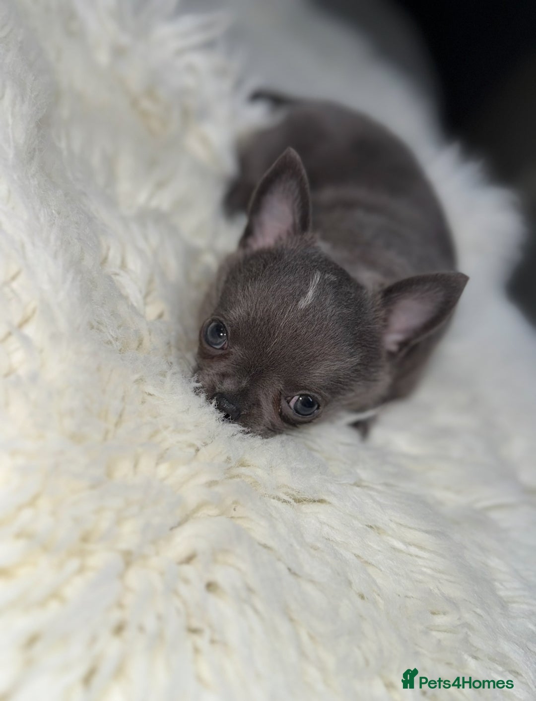 Chihuahua dogs for sale: Blue chihuahua puppy ready now - Image 2