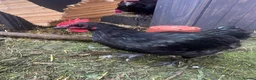 Chickens poultry for sale: 3 cocks silkie & australorp bantam  in Rugby - Advert 2