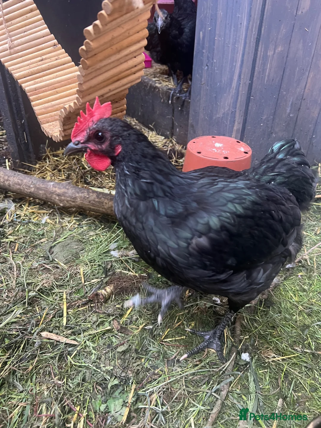 Chickens poultry for sale: 3 cocks silkie & australorp bantam  in Rugby - Advert 2