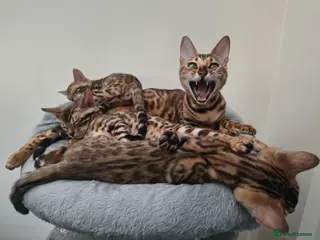 Bengal cats TICA Registered Bengal Kittens - Advert 5
