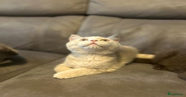 British Shorthair cats - Advert 10