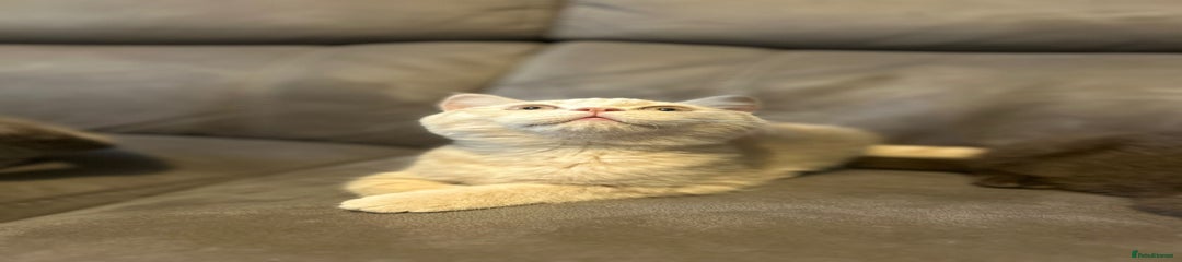 Cream Male