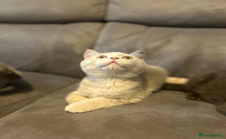 British Shorthair cats - Advert 3