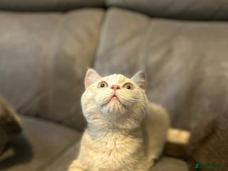 British Shorthair cats - Advert 21