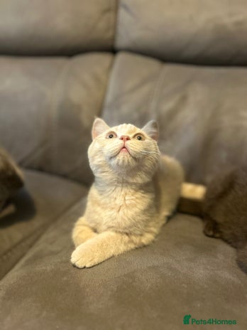 British Shorthair cats - Advert 3