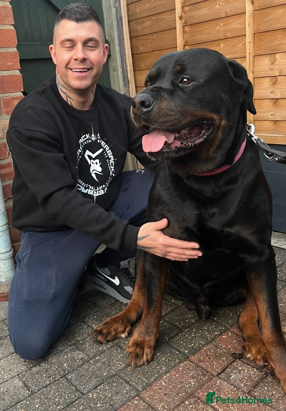 Rottweiler dogs GIANT ROTTWEILER PUP. PICK OF LITTER FEMALE - Advert 3