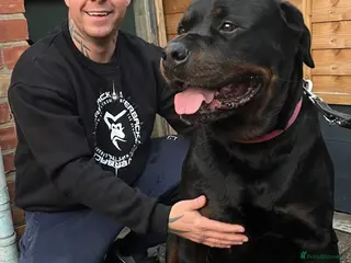 Rottweiler dogs GIANT ROTTWEILER PUP. PICK OF LITTER FEMALE - Advert 3