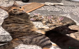 British Shorthair cats for sale: 3 kittens for sale - Image 2