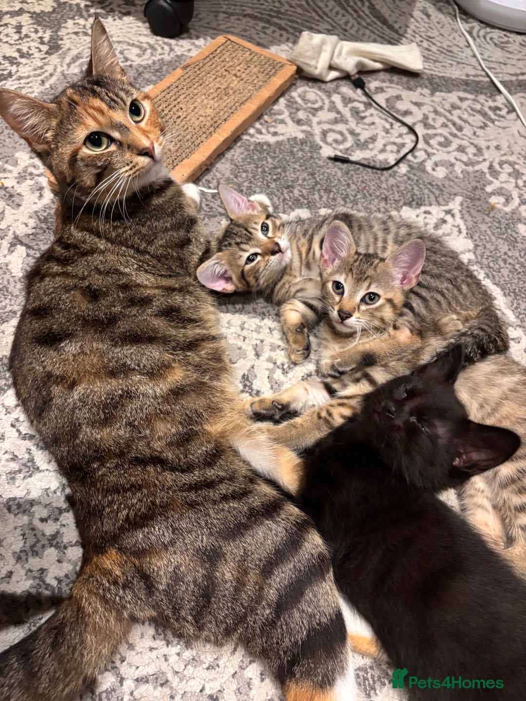 British Shorthair cats for sale: 3 kittens for sale - Image 2