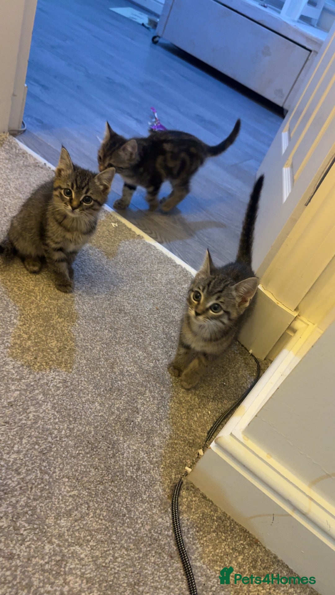 Ragdoll cats for sale: Taddy mixed with ragdoll for sale  - Advert 2